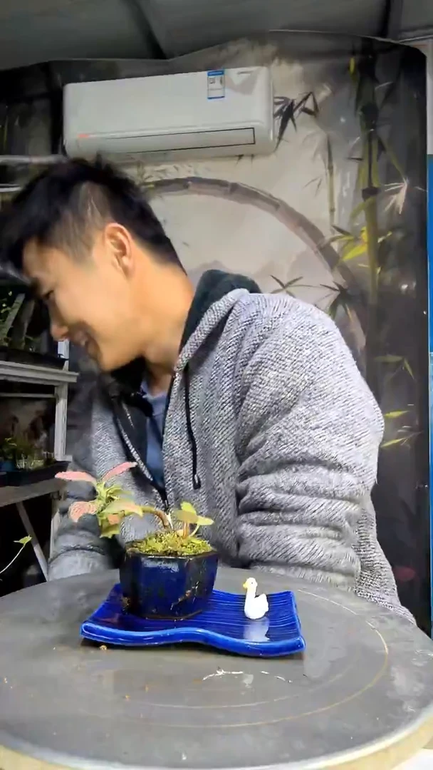 晨*中青园艺一物一拍128