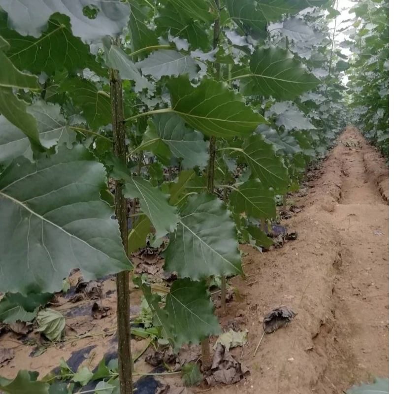 南林3804速生杨3412杨中林2025杨吉德杨行道树耐寒南方树种速生杨
