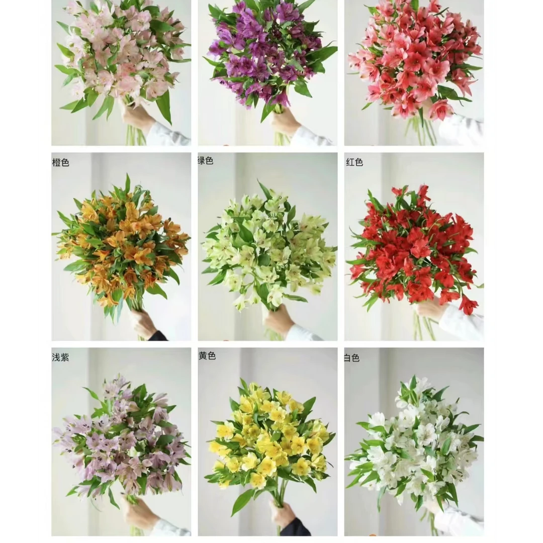 （水仙百合鲜切花）鲜花云南昆明基地玫瑰采摘发货插瓶养护