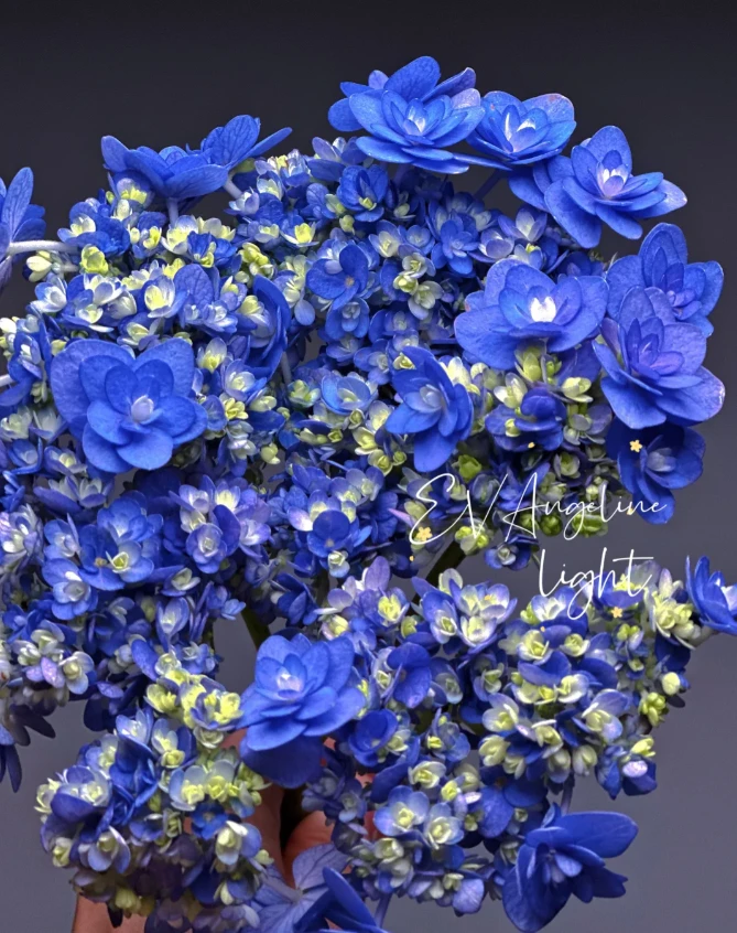 【绣球】卑弥呼 任拍绣球三单包顺丰快递鲜切花一支装家居花店