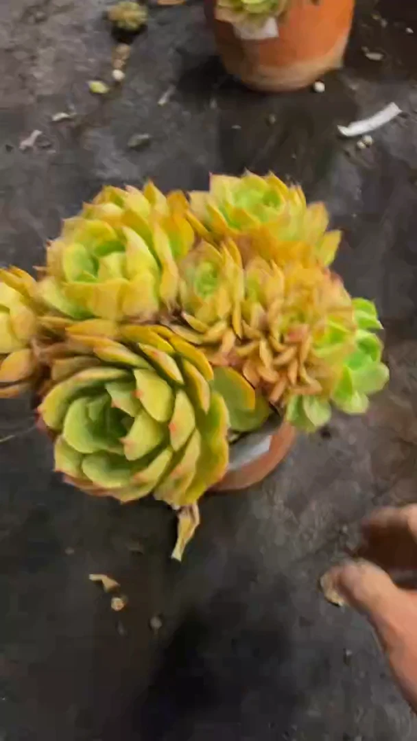 【闪购商品】1236黄玫瑰