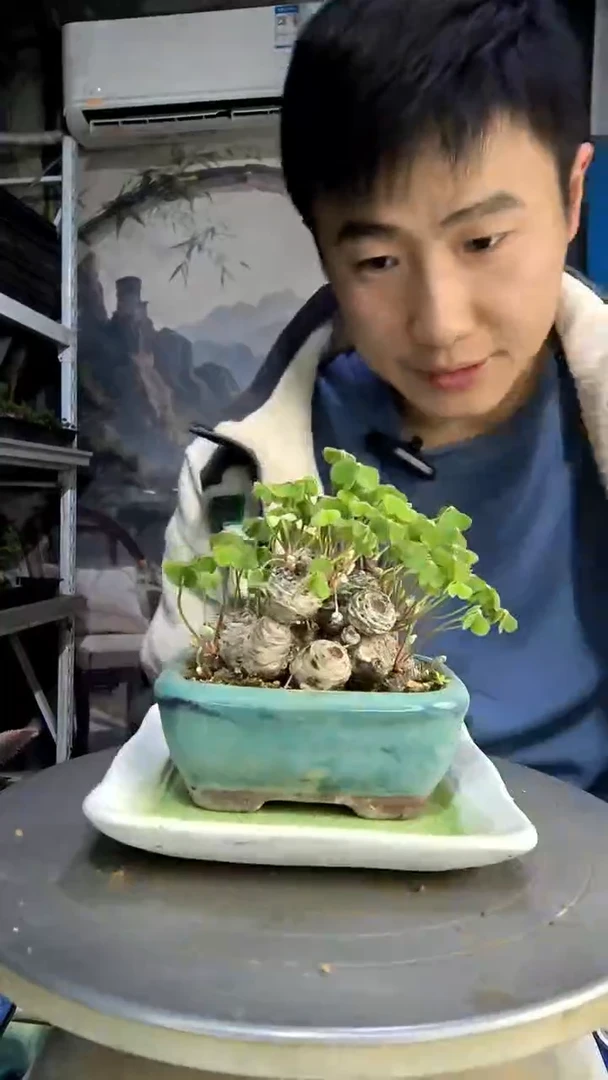 黄*中青园艺一物一拍152