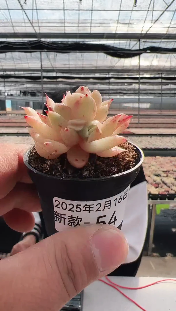 【闪购商品】新款多肉-54