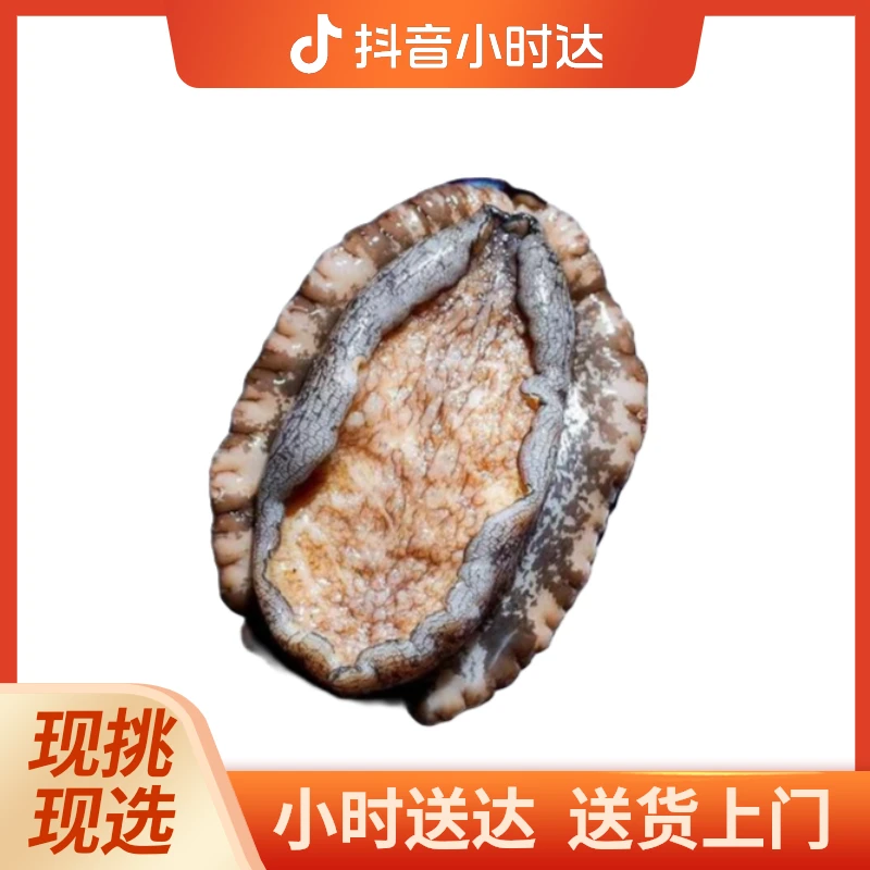 鲍鱼约500g