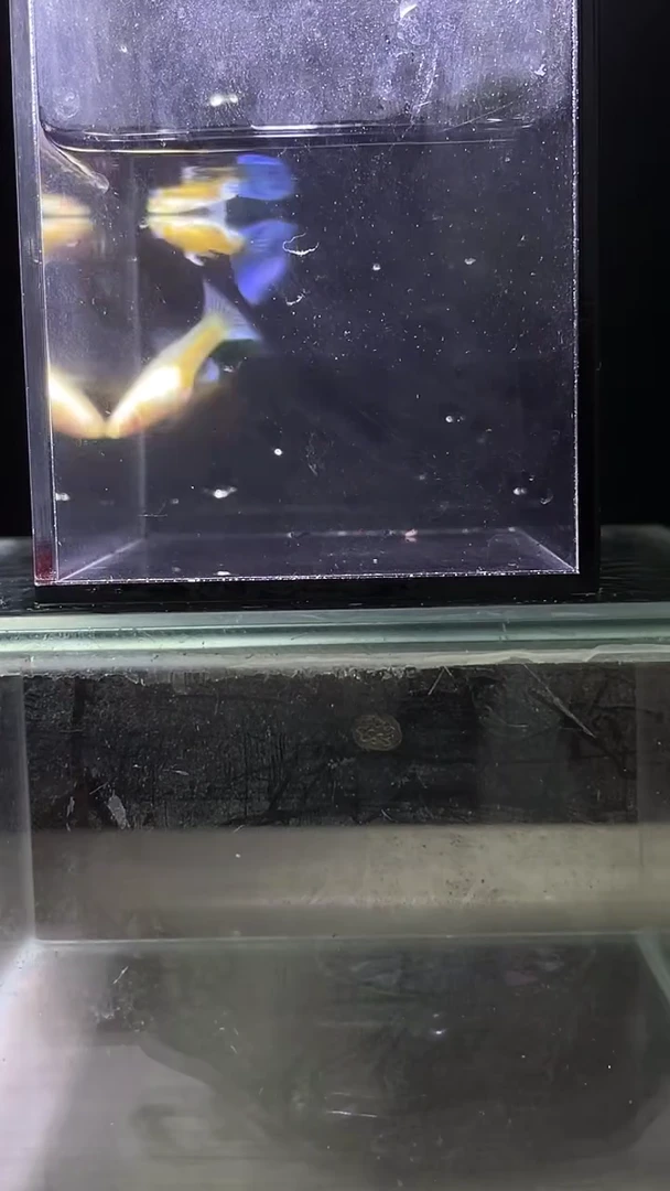 孔雀鱼蓝白飞船编号42