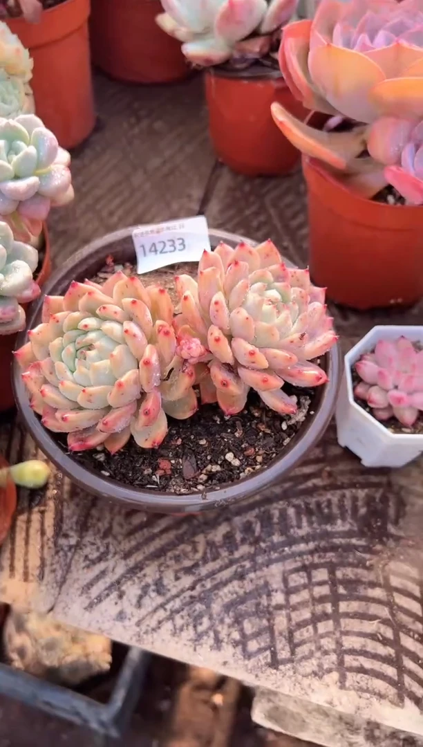 浅**笑多肉植物一物一拍14233