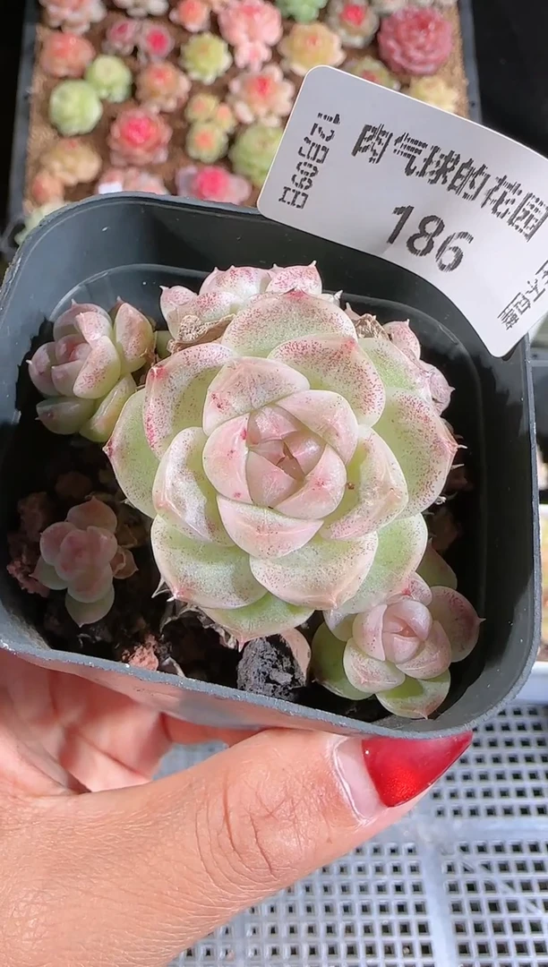 1209-186多肉群生不包整