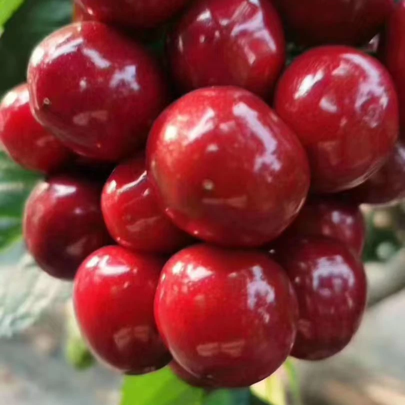 车厘子樱桃苗基地直发