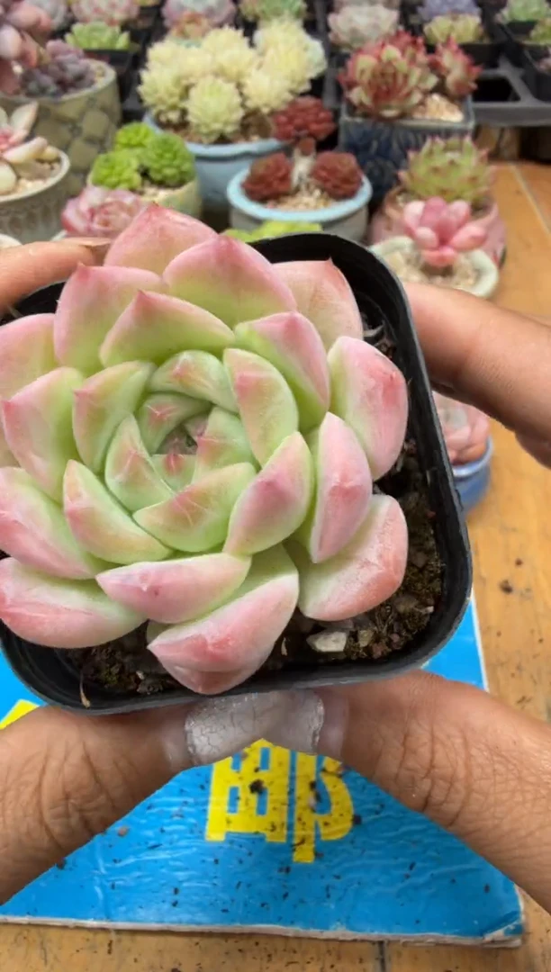 东云多肉园二店-422