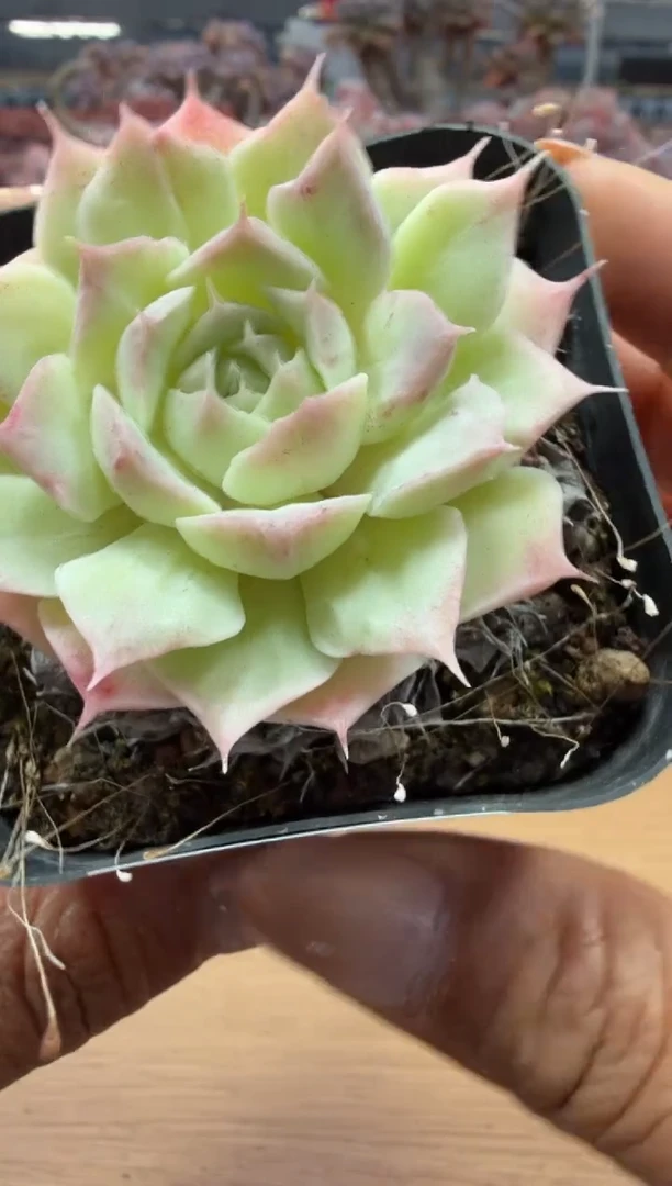 东云多肉园二店-15