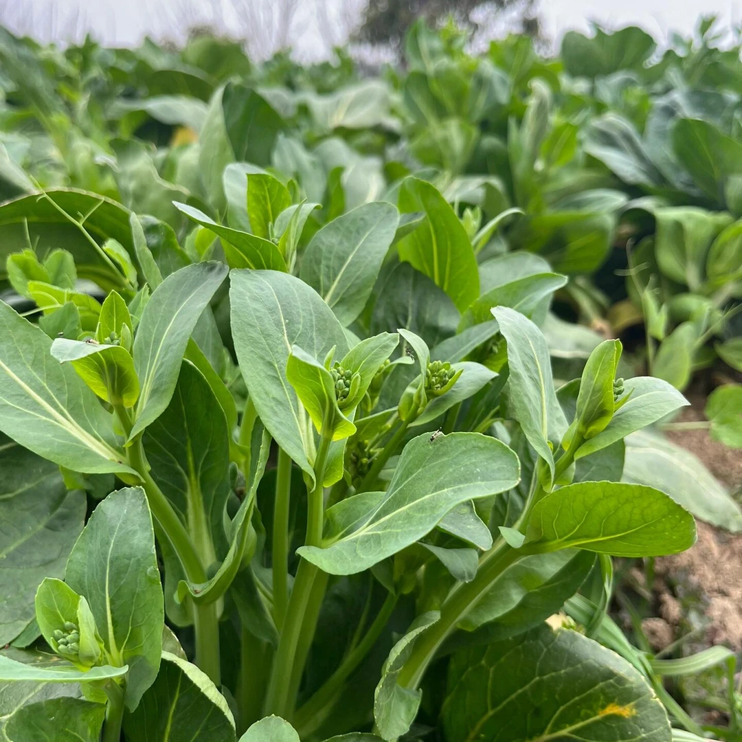 新鲜菜苔湖北露天打霜菜苔