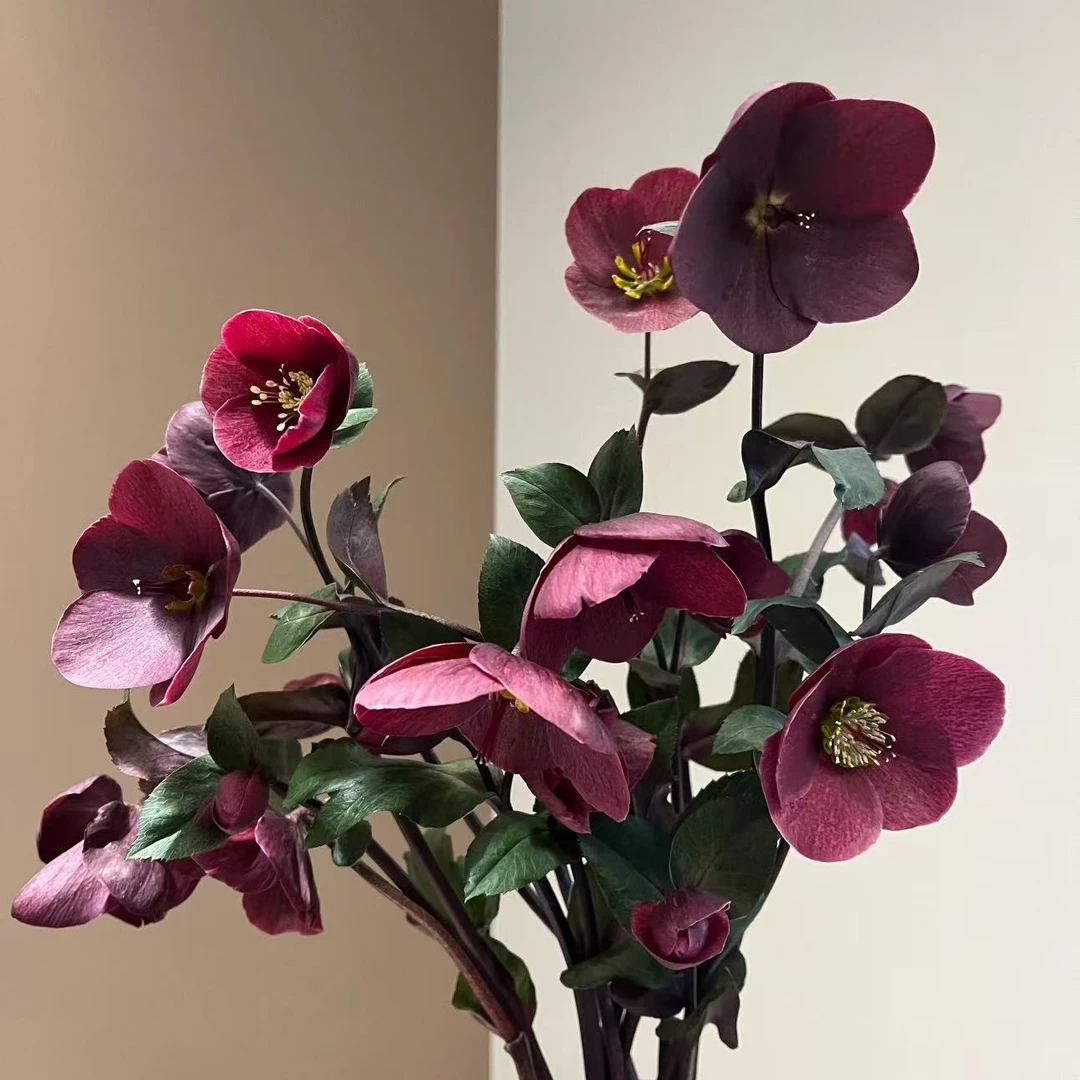 铁筷子露水花苗盆栽带花室内耐寒花卉年宵花地栽植物好养