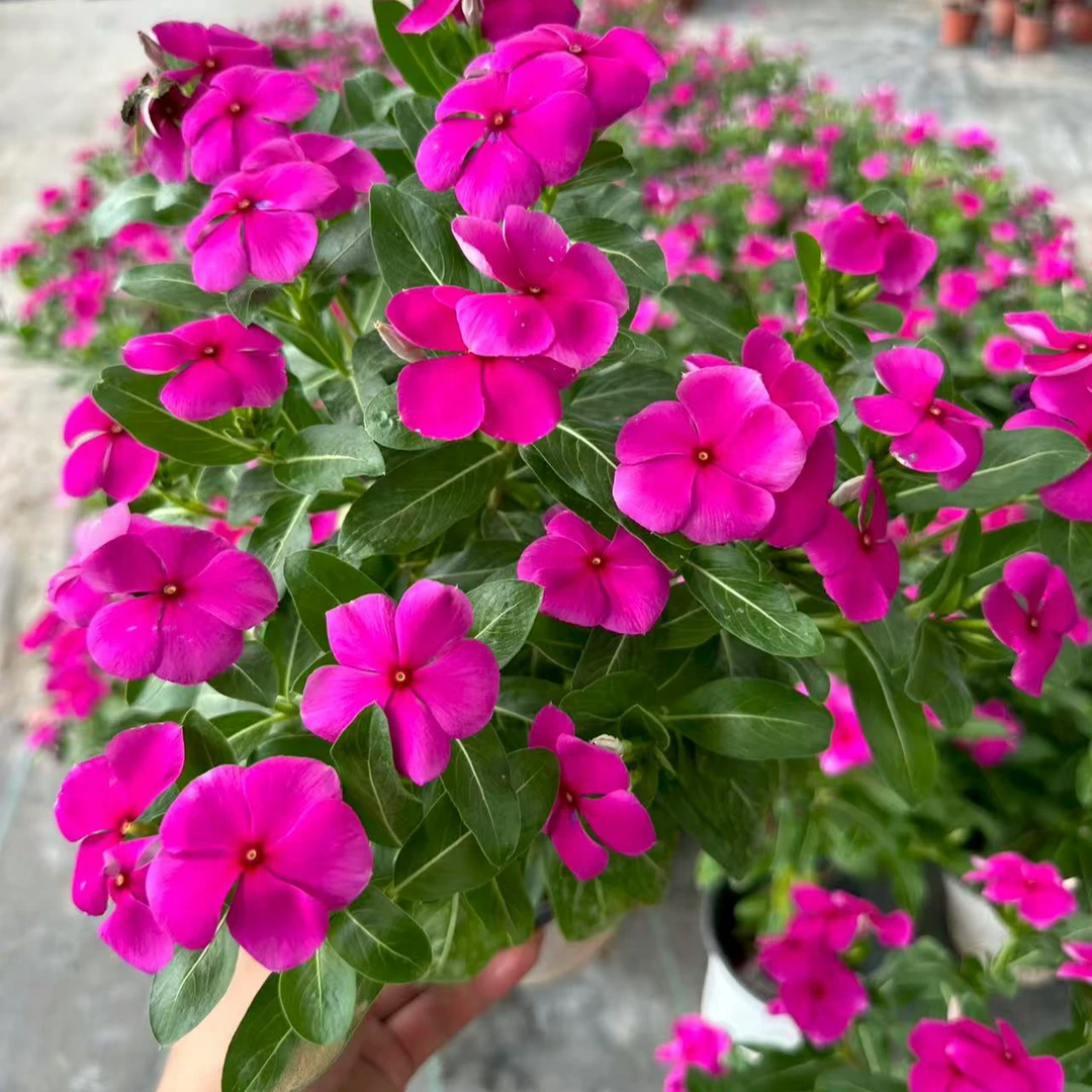 (天天开）绿植盆栽室内好养易活耐阴观赏植物网红ins风