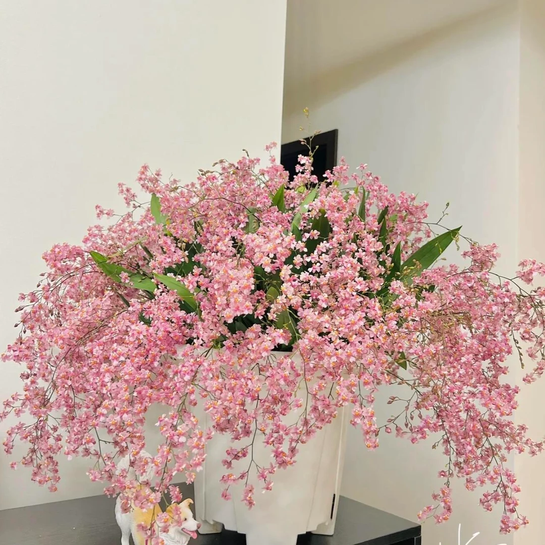 特A级 梦香兰光棕粉（20枝花剑起）带花苞盆栽花卉，云南基地直发