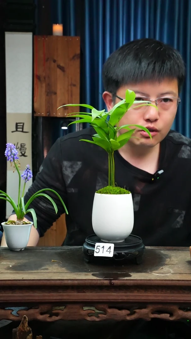 【闪购商品】苔藓微景观514号