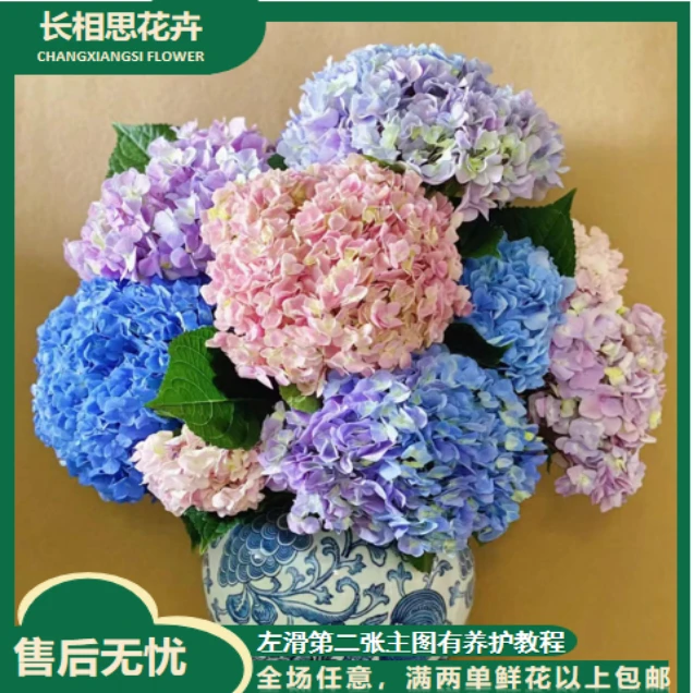 【年宵纳福/不拍保温棉冻坏不售后】不选品绣球鲜花 两单以上包邮