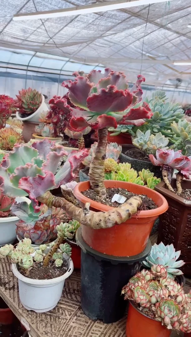 02090多肉植物一物一拍