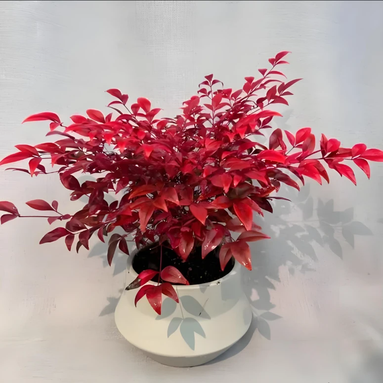 红宝石南天竹盆栽耐寒绿植室内室外观叶盆景好养易活原盆原土发货