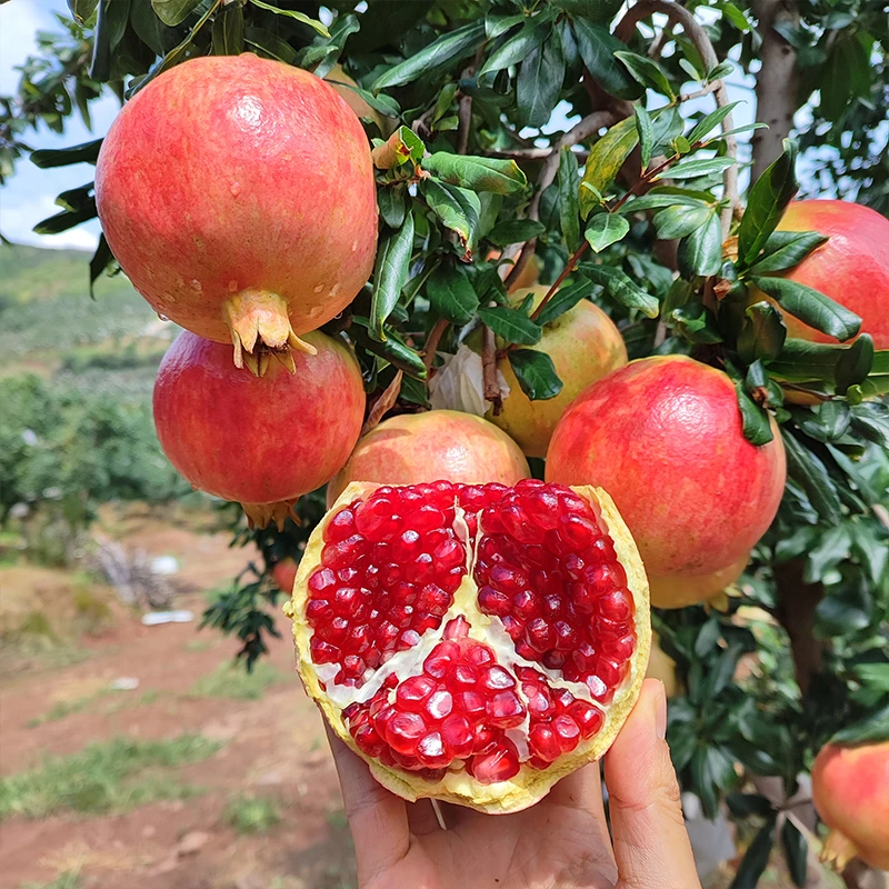 【顺丰包邮】云南突尼斯软籽石榴 带点花麻 不影响口感 介意勿拍