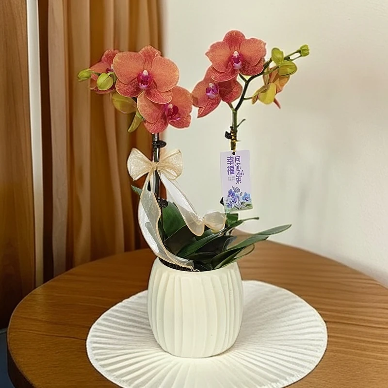 蝴蝶兰【金桔】爱马仕橙色系好养耐养花期长基地带花直发