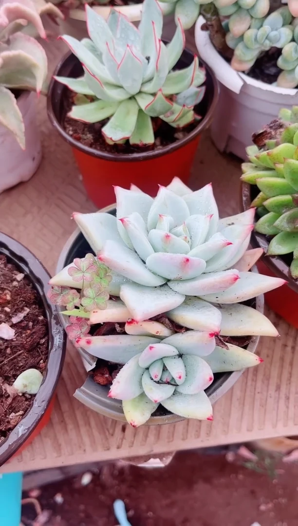 31163多肉植物一物一拍