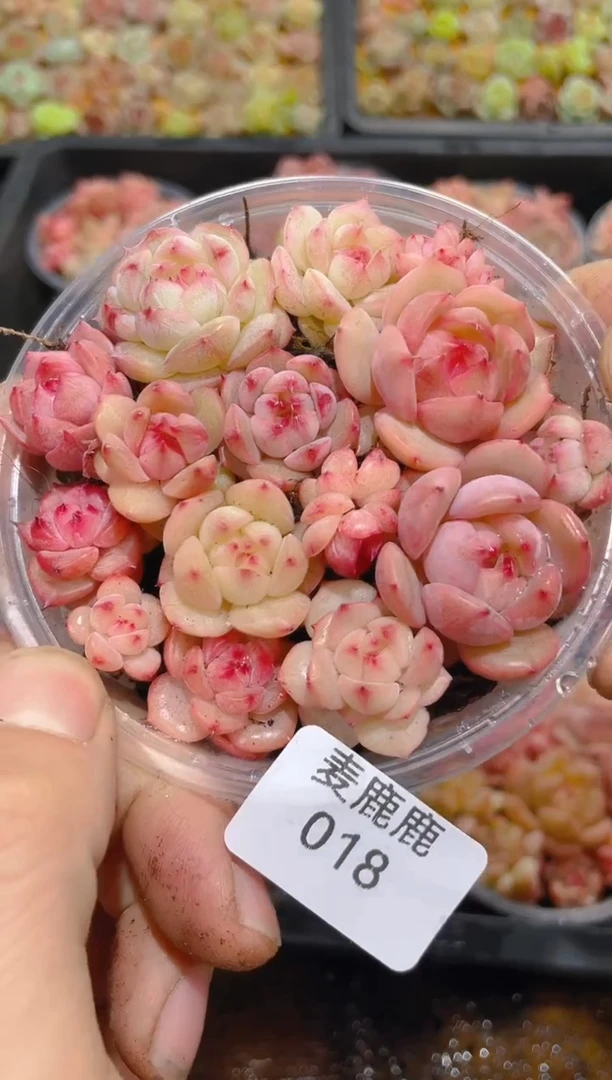 018粉秃珍妮    量拍