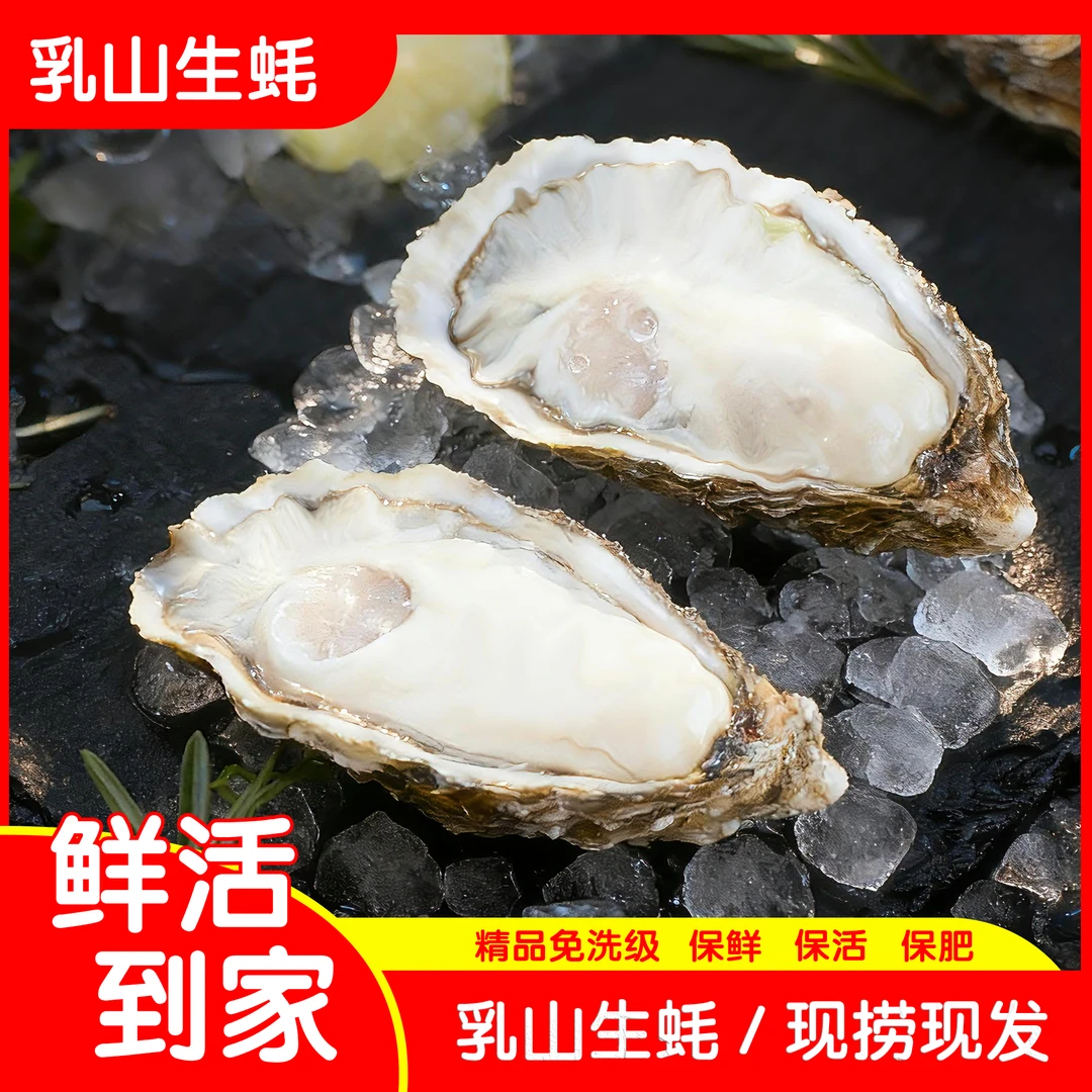 【蚝王】正宗乳山精品生蚝壳薄肉肥刺身免洗级新鲜牡蛎海鲜5斤