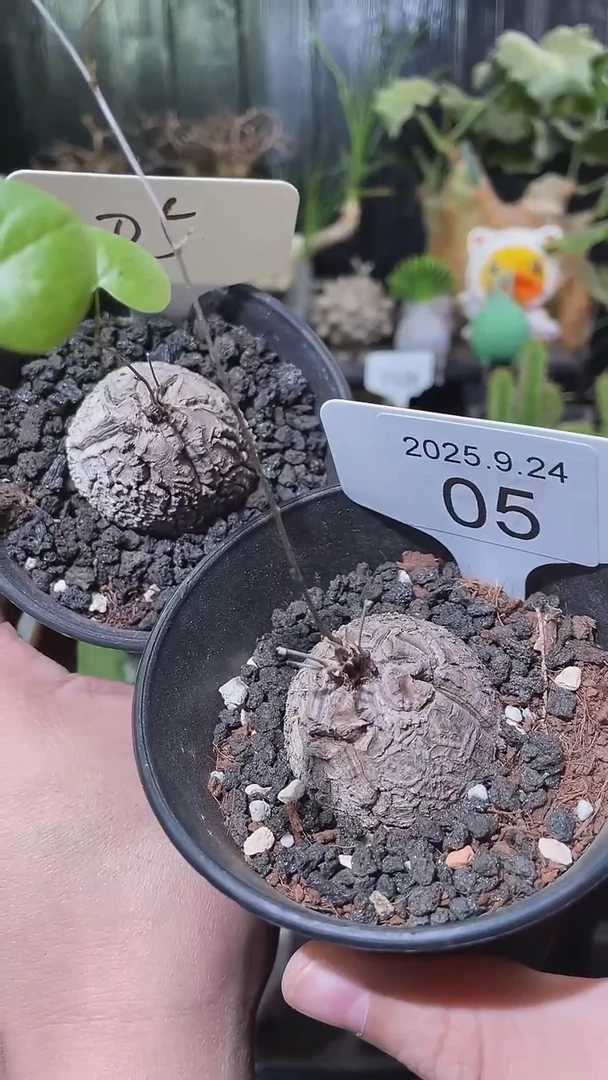 05号924福利南非龟甲龙买1个送1个