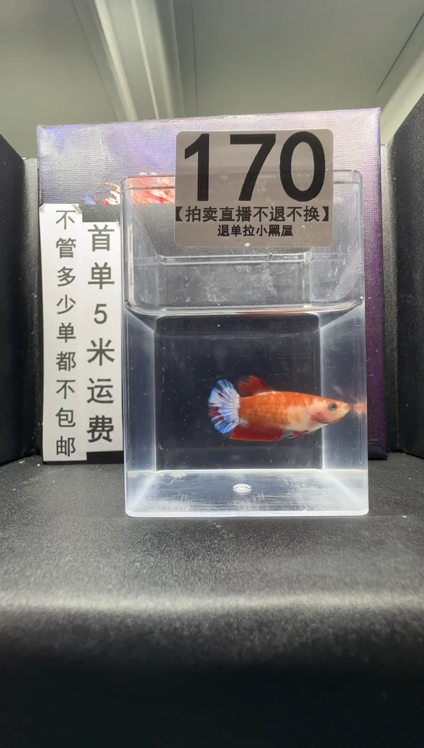 斗鱼母鱼编号：170