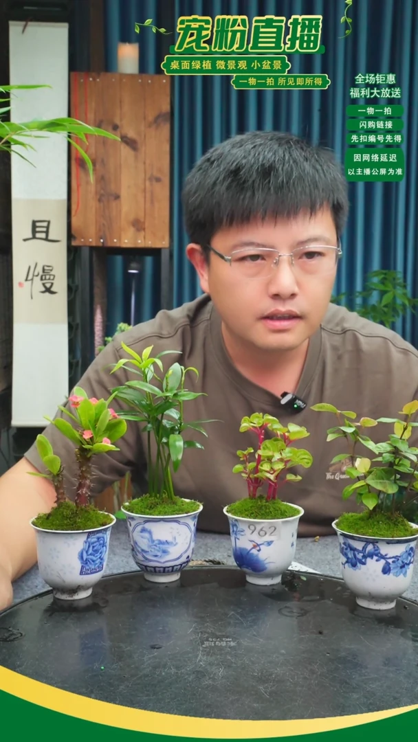 无花朵蕊*苔藓微景观962号