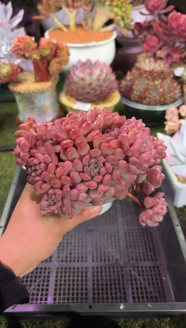 【闪购商品】13106