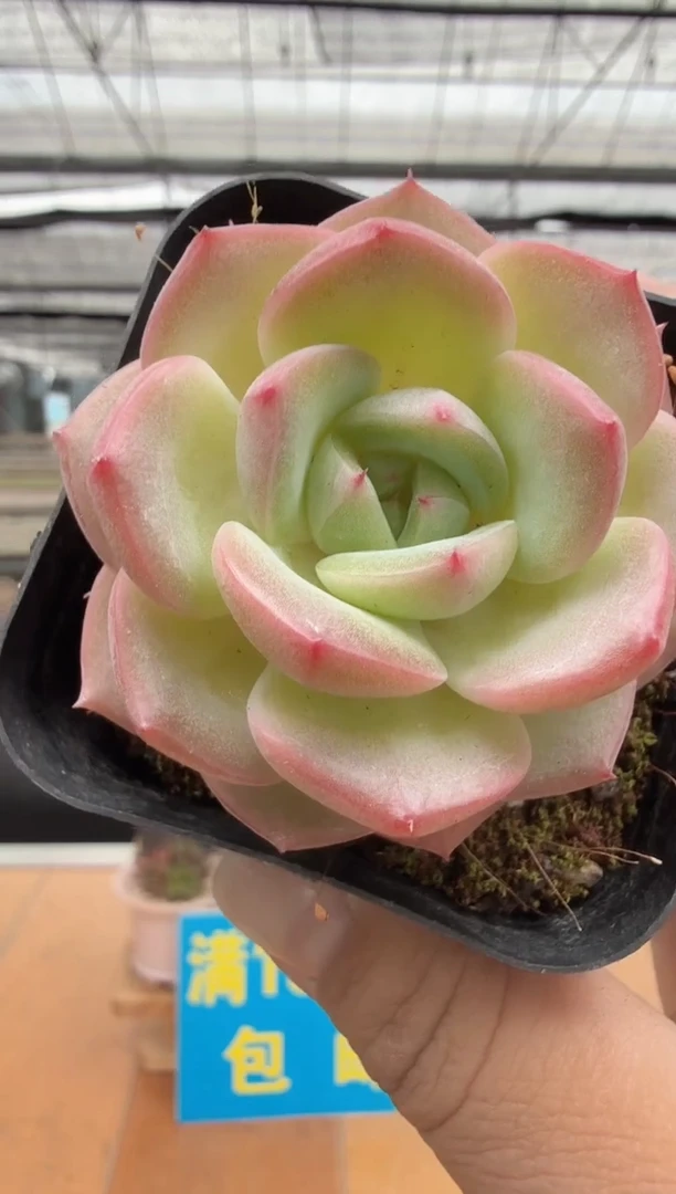 东云多肉园二店-51