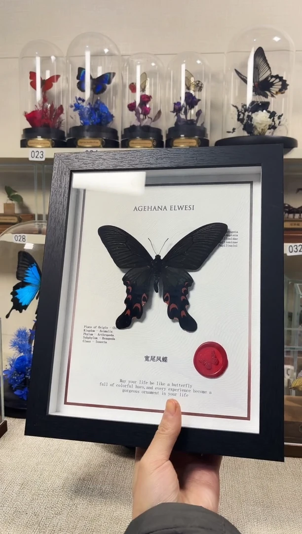 昆*真实的大自然蝴蝶标本