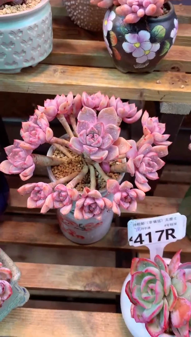 416R（一物一拍，精品多肉，所见即所得 ）