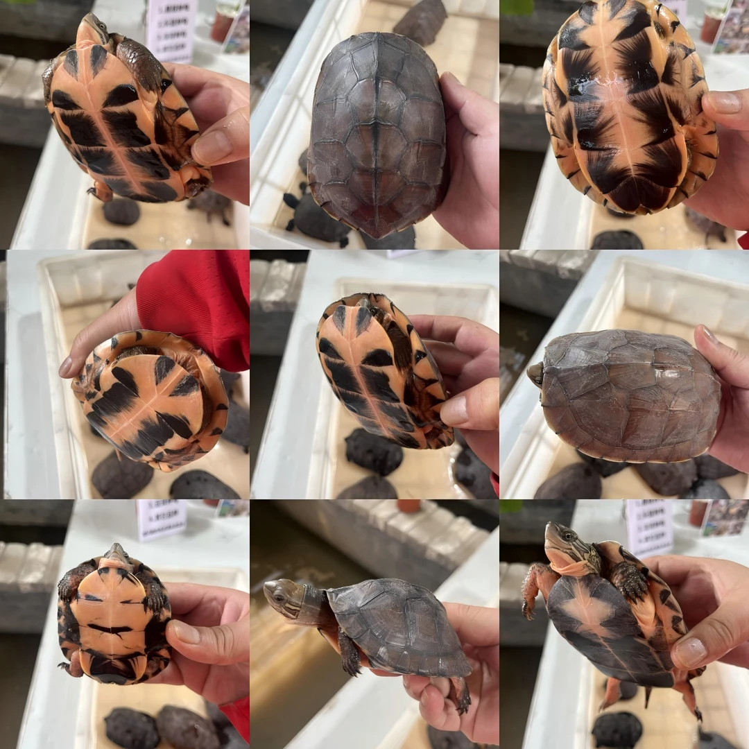 宠物龟直播间金杂类宠物龟选龟连接