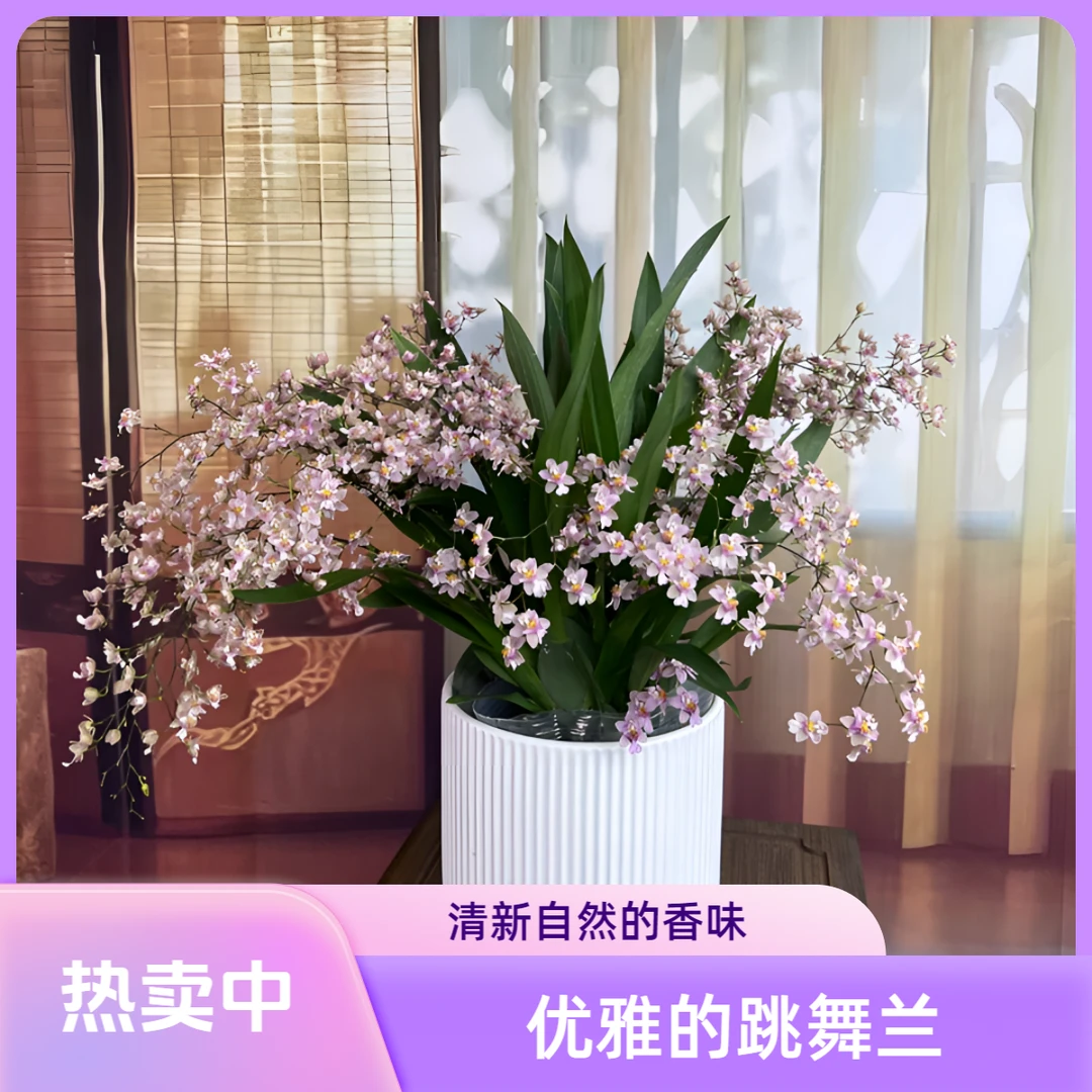 梦香文心兰带花剑花苞原盆原土盆栽绿植兰花客厅阳台观花植物