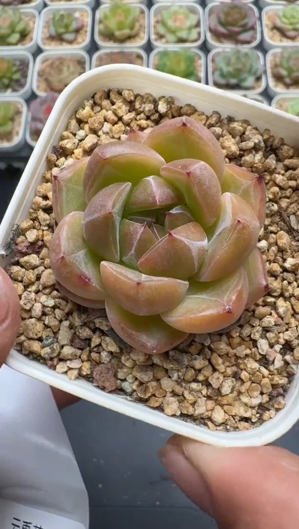 571E云禹多肉植物 带盆土纸巾打包 3颗包邮