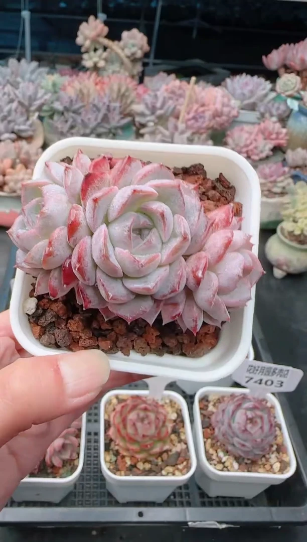 【闪购商品】7405.