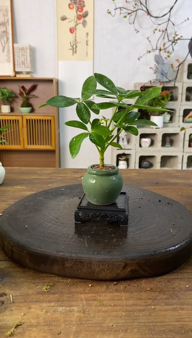 不开花植物134鸭脚木