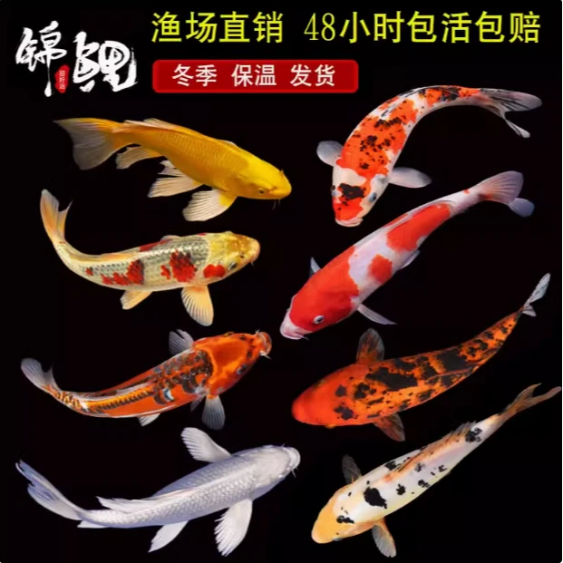 【九五至尊】10-13cm兰2红草2黄2龙2白1观赏鱼锦鲤冷水鱼鱼活鱼耐活