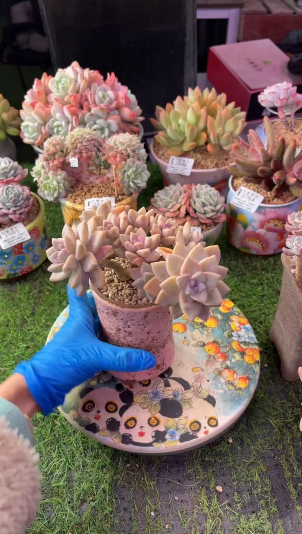 昆明印象多肉2853