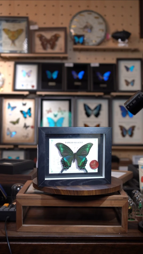 绿带翠凤蝶夏型8寸黑框国风版