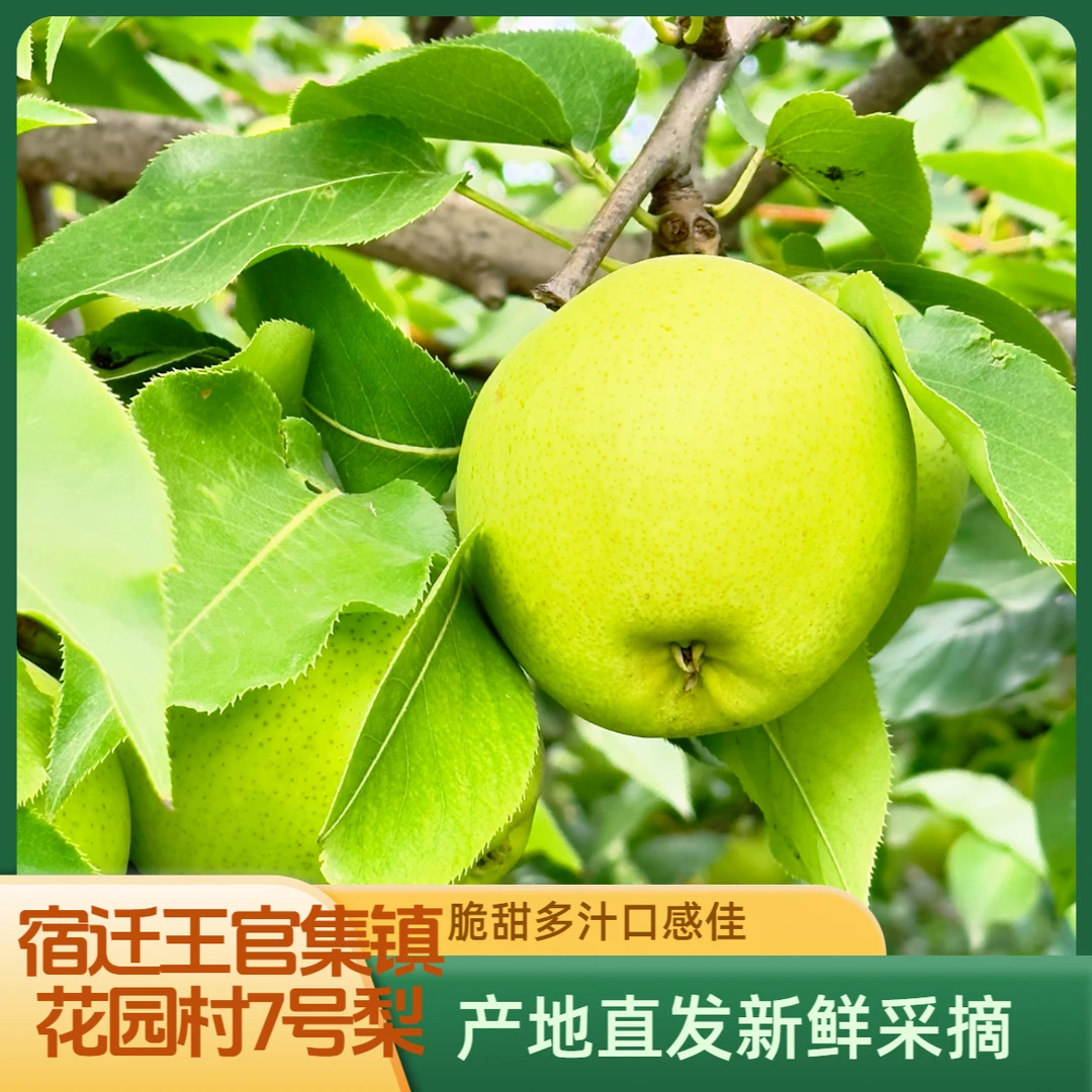 【精品果王】宿迁王官集花园村7号梨应季新鲜采摘脆甜多汁产地直发