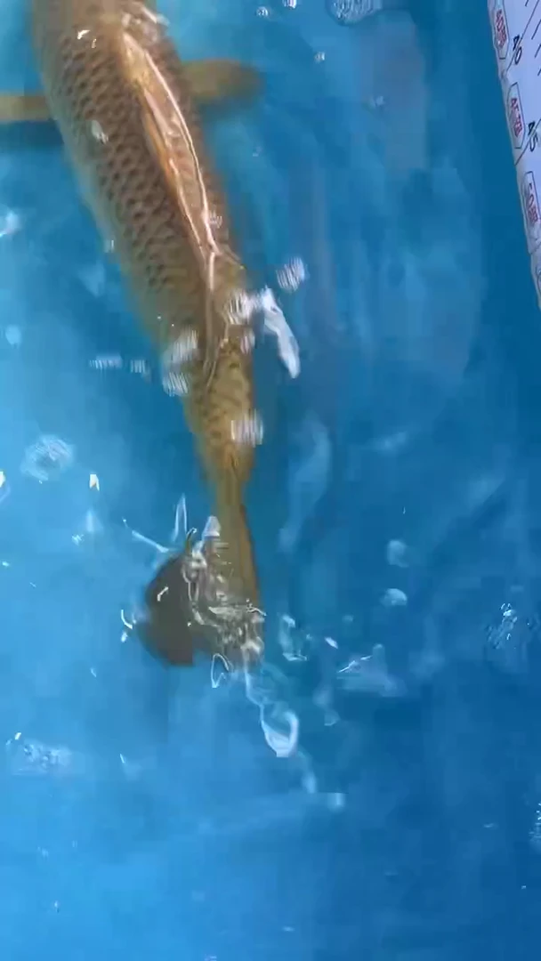 锦鲤锦鲤太饱东风锦鲤36cm-45cm不包邮到付 包损