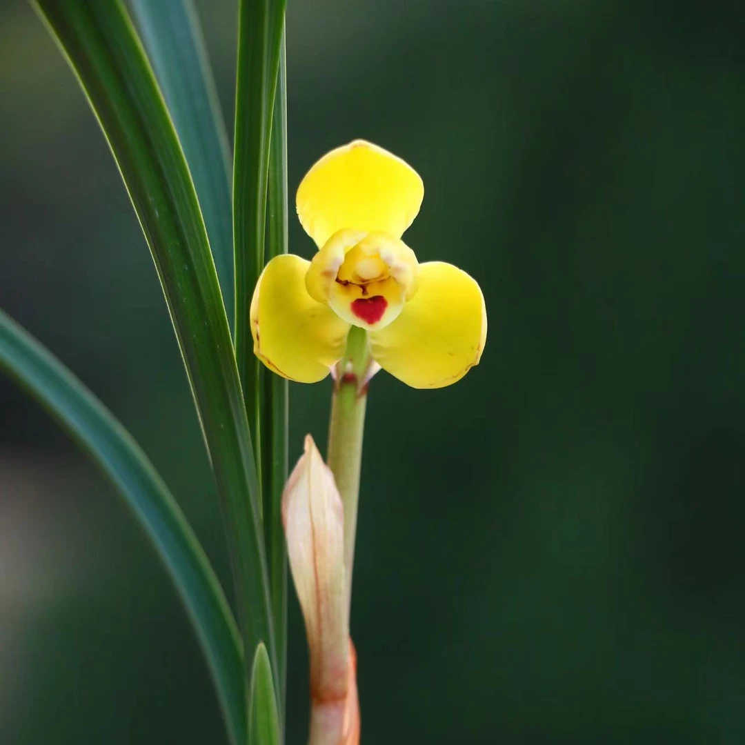 春剑黄金万两兰花邱邱唐