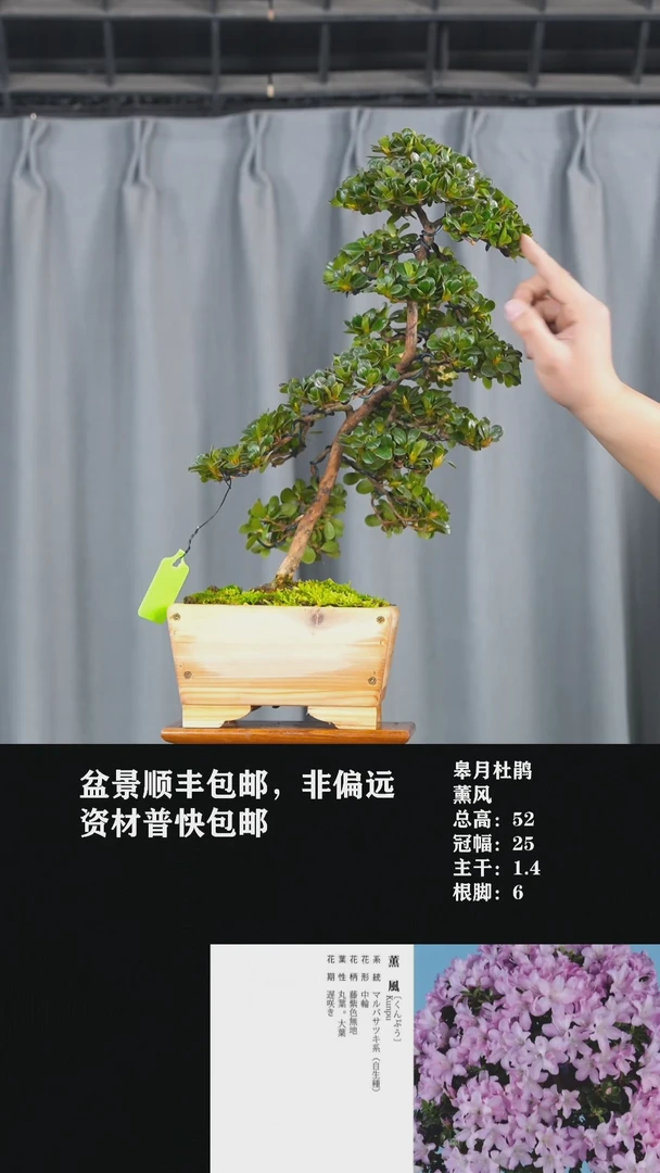 【闪购商品】-薰风-U37