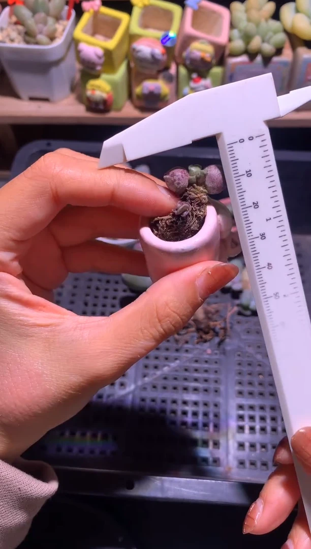 凯缇猫海豹多肉，满28包邮，不满发一个叶片到付