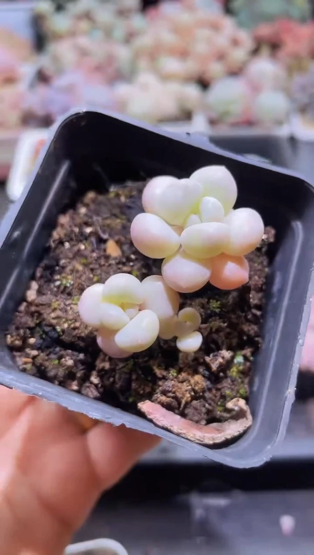 【闪购商品】500洛泡