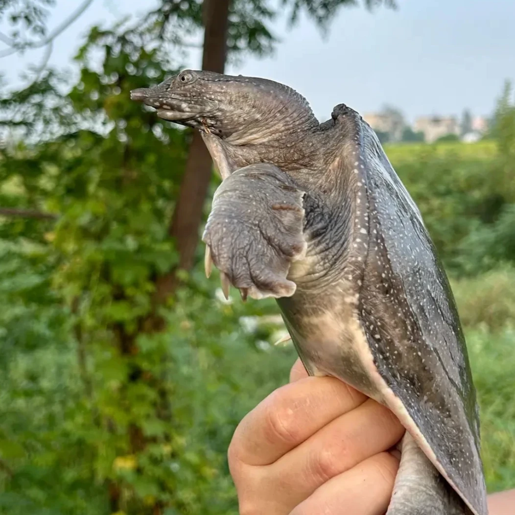 鲜活老甲鱼养殖老鳖水鱼团鱼包邮3只五-六斤