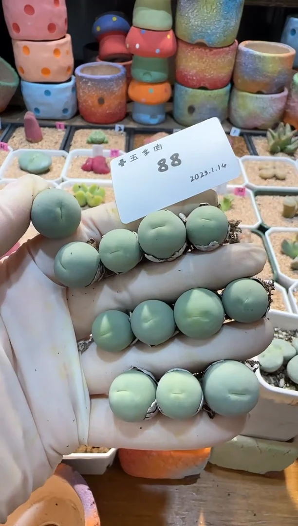 【闪购商品】25.1.14-88开心